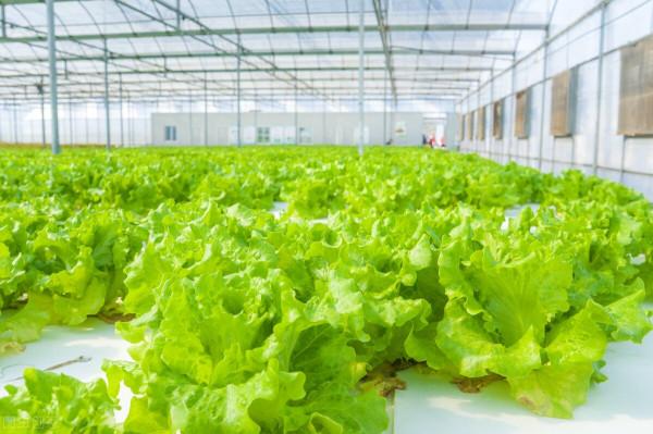 什麼是生物刺激素，生物刺激素有什麼功能？