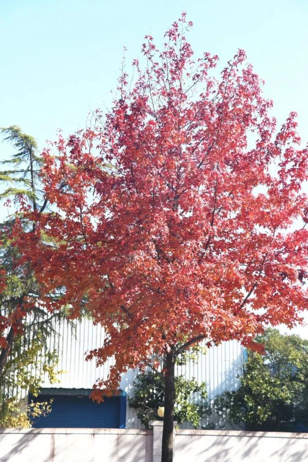 楓香樹、北美楓香、美國紅楓、三角楓，如何“楓”得清？