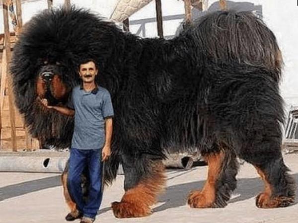 這種藏獒是世界上最貴的狗！來看看它是什麼樣子的