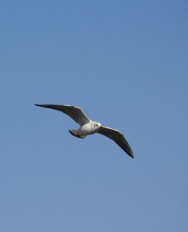 冀州區魚市北河上上演著一場精彩的表演