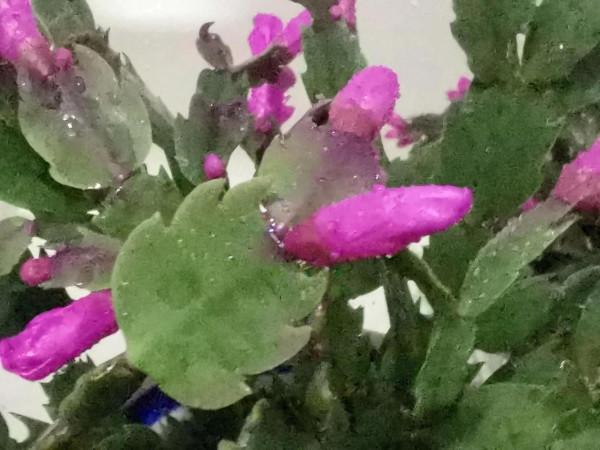 蟹爪蘭花開同樣值得讚美