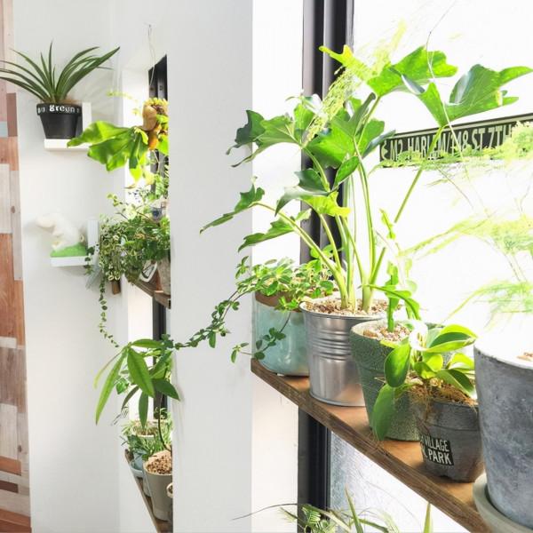 真心喜歡養花的人，從不在乎有沒有院子，僅用窗前就一片花團錦簇