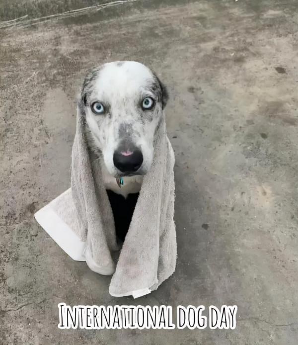 從被遺棄到當英雄，澳洲這隻狗狗，在大火中救下100多隻考拉