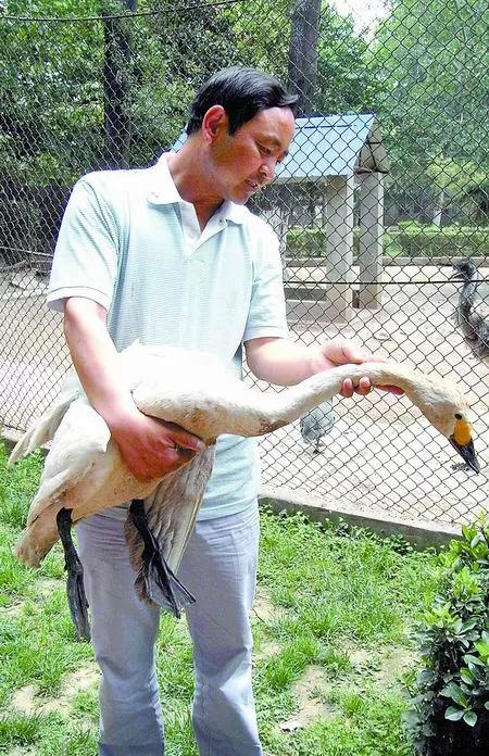 2020年,一隻白天鵝,為什麼要見一個山東男人? 2020年,一隻白天鵝,為什麼要見一個山東男人?