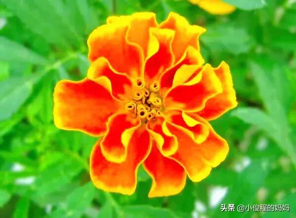 分享——孔雀草花