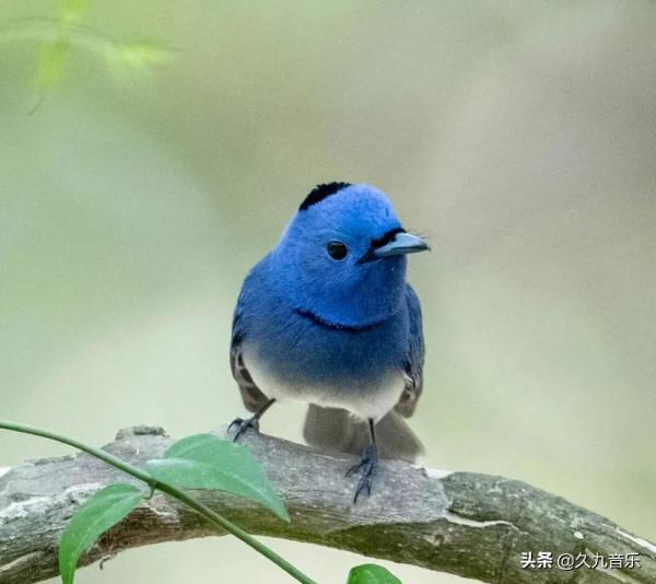 自然界最古靈精怪的精靈