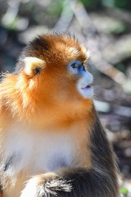 啃辣條的金絲猴