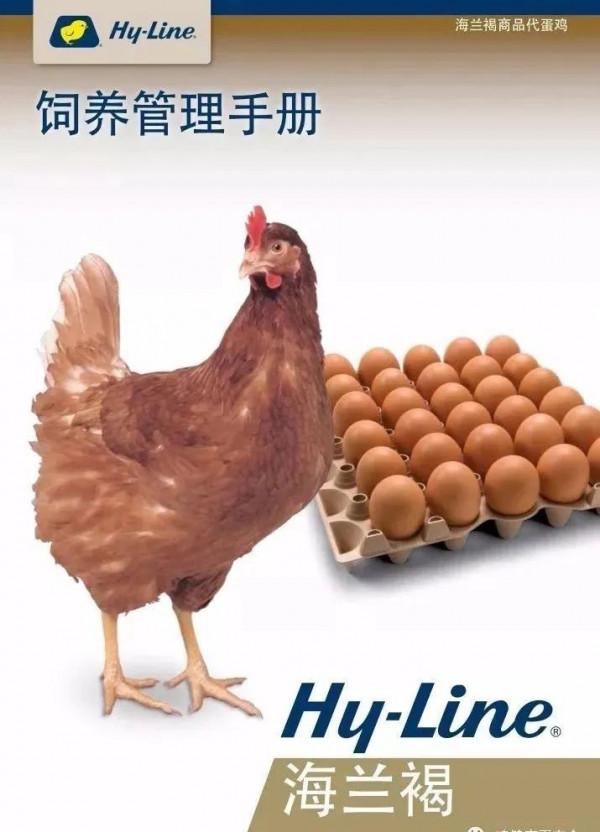 提高蛋雞產蛋量的營養要點