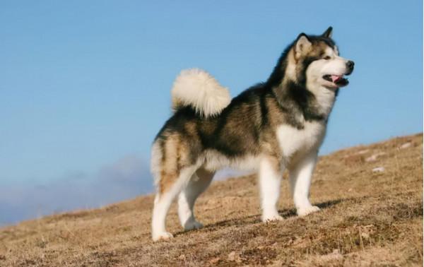 世界上最兇猛的十種狗