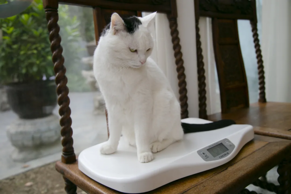 秋膘貼得好不好,體重秤上見分曉 秋膘貼得好不好,體重秤上見分曉