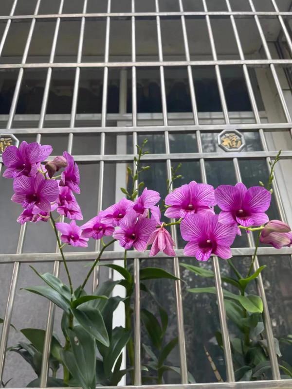 窗臺上的石斛蘭