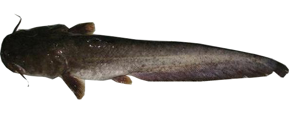 蚯蚓釣魚有何技巧？學會“調低釣高”，漂相清晰，魚都吃“死口”