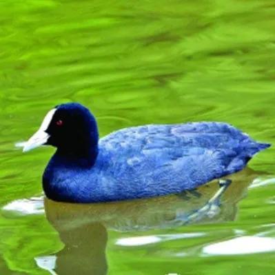 鳥的世界 鳥的天堂