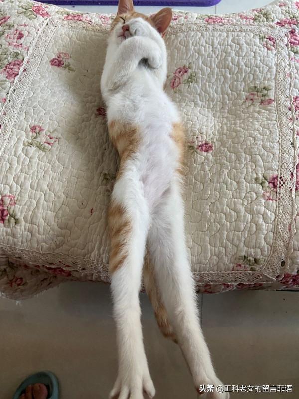 饞貓懶貓，一隻又饞又懶的可愛貓