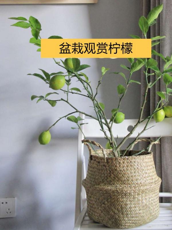 客廳裡差了點意思，可能不是裝修不好，而是你缺這9種綠植做點綴