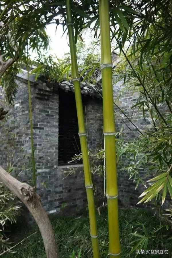 家有竹園，這才是極具風雅之事