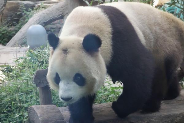 大熊貓也會禿頂？