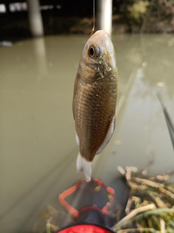 流水釣跑鉛，野釣也能體驗爆連