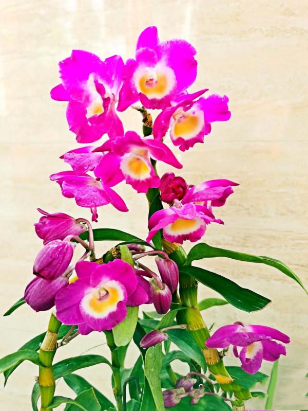 春石斛蘭花～花朵多彩，莖葉美麗；型態雍容華貴