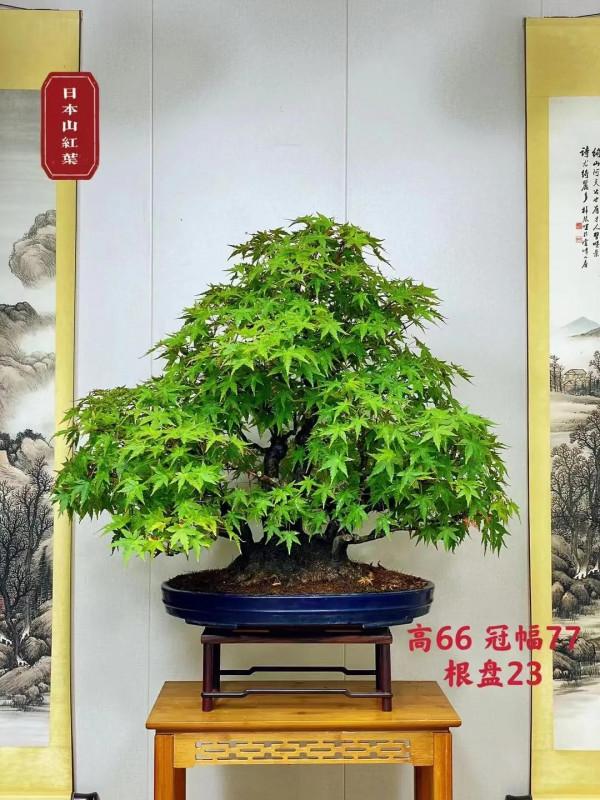 大師製作，難得一見，都是珍藏品