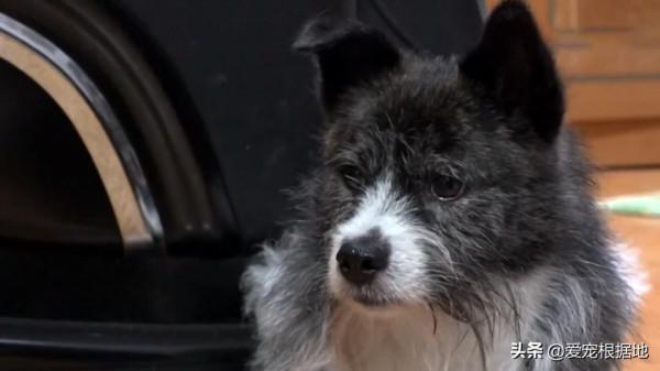 主人因病住院,狗狗每天期待主人回家,一年後的團聚卻是離別 主人因病住院,狗狗每天期待主人回家,一年後的團聚卻是離別