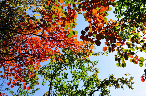 明德肆 | 物候，屬於中國人的四季