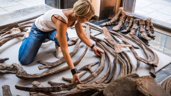 拍賣近5000萬！WRCA世界紀錄認證帶你看世界最大的三角龍化石