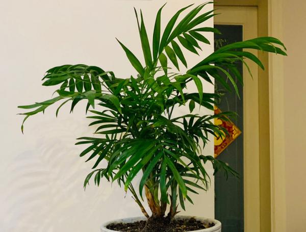 秋冬季缺不了的9種花，南北方都能養，現在準備不算遲