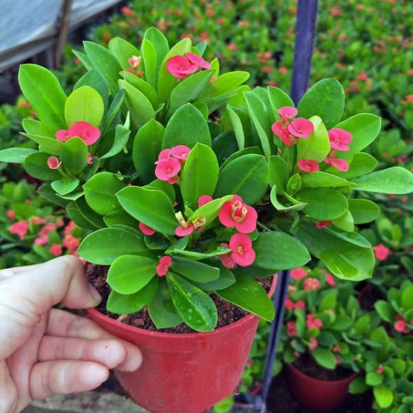 “100種花”適合養在陽臺上，一個比一個好看，還很好養護