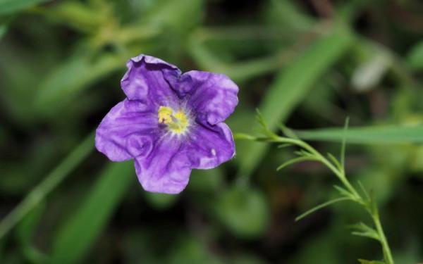 各色的花都開得繽紛絢燦，好像天上降下了一道彩雲