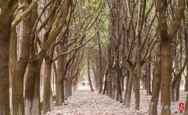 雪松成林，山茶綻放，百花港開放式休閒林地基本建成