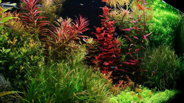 怎樣才能養出一缸讓人垂涎的水草