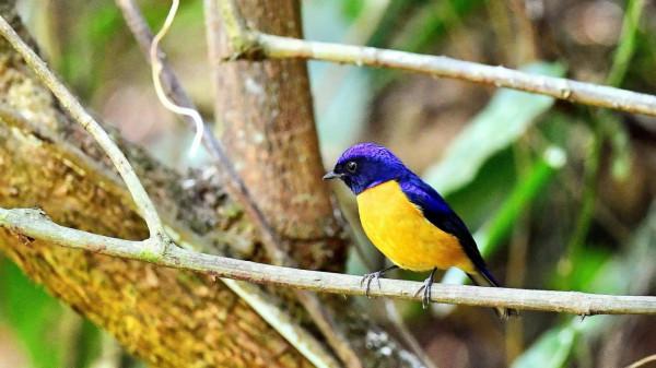 棕腹仙鶲0750 棕腹仙鶲0750