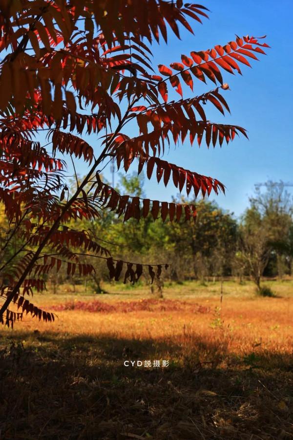 記錄南湖晚秋的色彩 記錄南湖晚秋的色彩