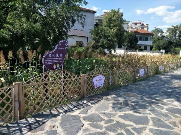 衢州農民建“一米菜園”5畝地巧賺20萬,如何規劃成亮點,不簡單 衢州農民建“一米菜園”5畝地巧賺20萬,如何規劃成亮點,不簡單