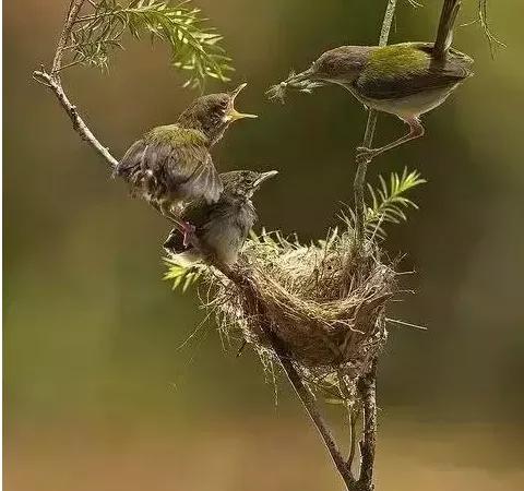 分享圖片：精美絕倫的鳥兒。顏色鮮豔，姿態優美，太招人喜歡了
