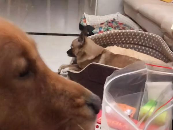 江蘇一隻狗子睡醒後“做瑜伽”拉伸,舒展四肢:運動的狗子最迷人 江蘇一隻狗子睡醒後“做瑜伽”拉伸,舒展四肢:運動的狗子最迷人