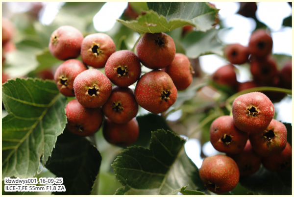 生活雜記：青州駝山山裡紅（20160927）