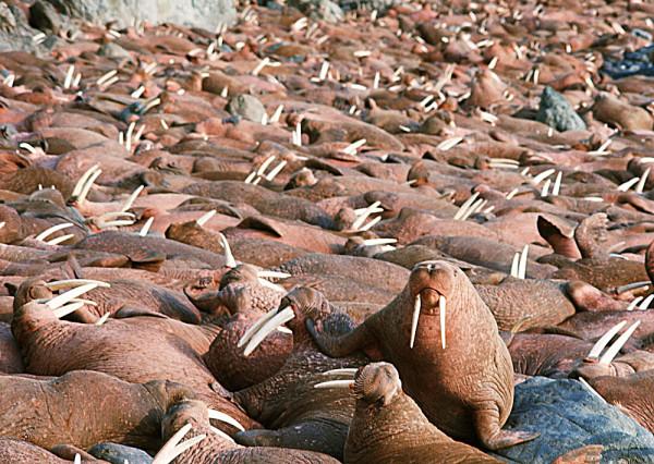 海象在水裡和陸上是兩種生物，主要原因是“視力差”？