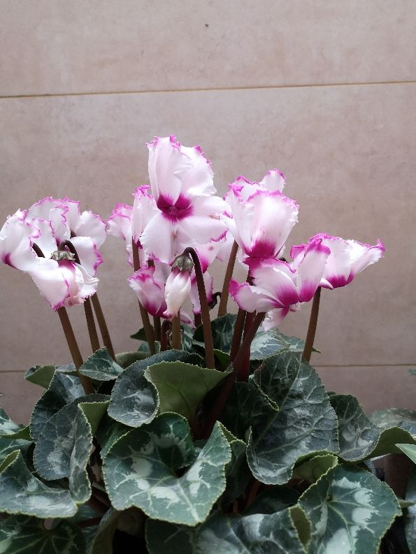 買之前嫌棄的不行，買之後開花顏值超高，這6種花越養越上癮