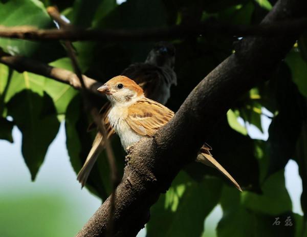 麻雀兒，常見的鳥兒