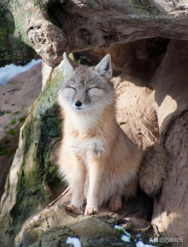 冷眼看紅樓:書中驚人的細節,每一個人穿的皮草都符合各自的身份 冷眼看紅樓:書中驚人的細節,每一個人穿的皮草都符合各自的身份