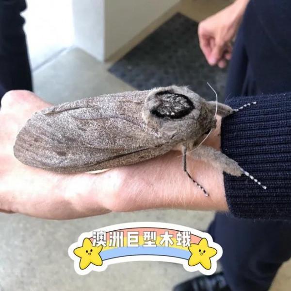 世界上最最最最重的飛蛾