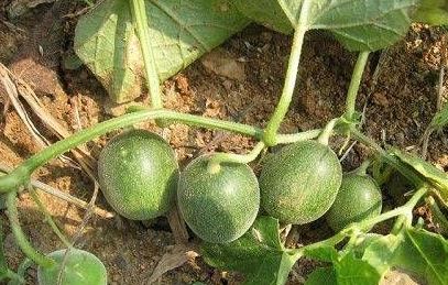 過去農村田地裡的馬泡瓜,為什麼被叫成馬寶?現在為什麼不多了? 過去農村田地裡的馬泡瓜,為什麼被叫成馬寶?現在為什麼不多了?