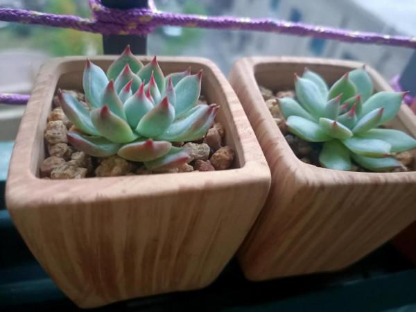 兩盆吉娃娃這同樣的品種同樣的時間為啥區別這麼大