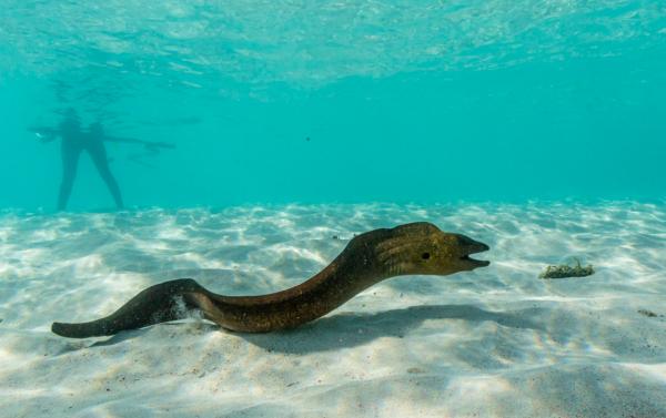 不講道理的天敵相剋:一物降一物,來看看海洋生物的食物鏈 不講道理的天敵相剋:一物降一物,來看看海洋生物的食物鏈