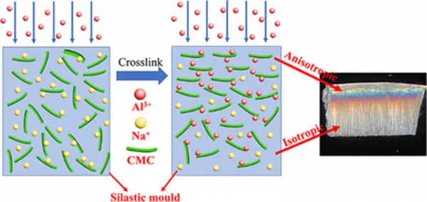 用於應變感測器的梯度擴散各向異性羧甲基纖維素水凝膠