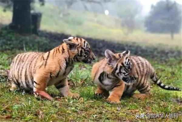 18年前，送到南非放養的2只華南虎，如今怎樣了？