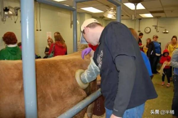 美國人養牛為什麼要在牛身上開個洞？我國為什麼沒有推廣此法？