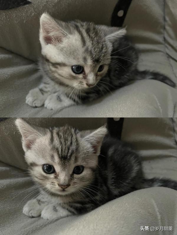 關於給貓貓起什麼名字的事情,我聽過很多有趣的名字 關於給貓貓起什麼名字的事情,我聽過很多有趣的名字